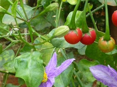 Cây Cà ba thuỳ. Solanum trilobatum L - Cây Thuốc Nam Quanh Ta